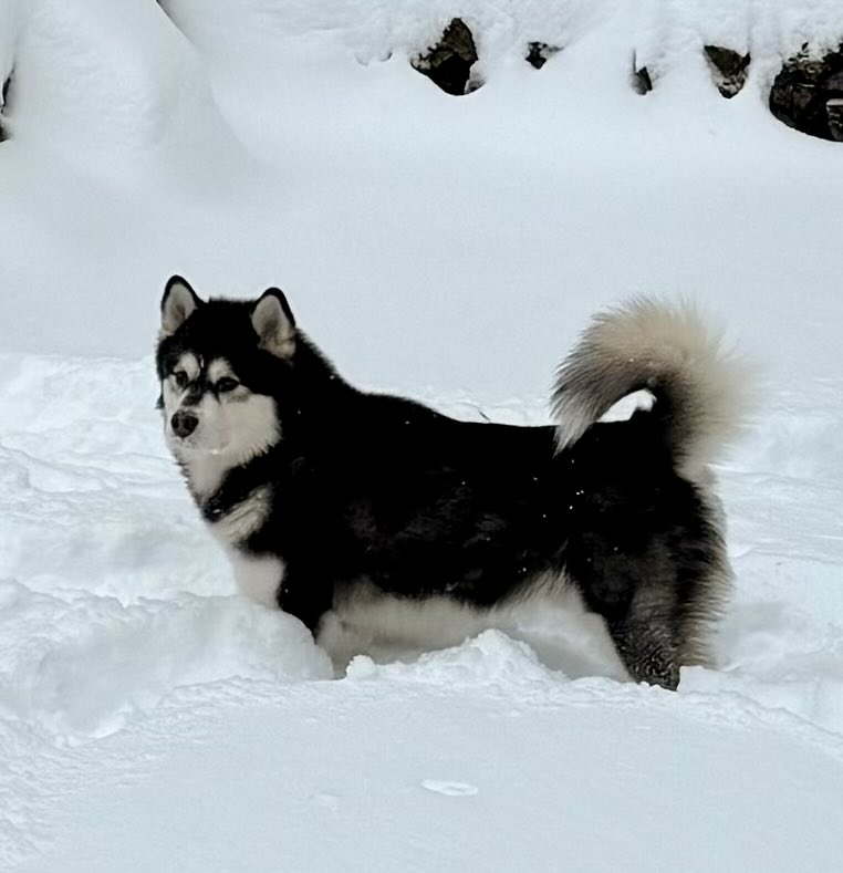 Xavier A. Santiago tweet media