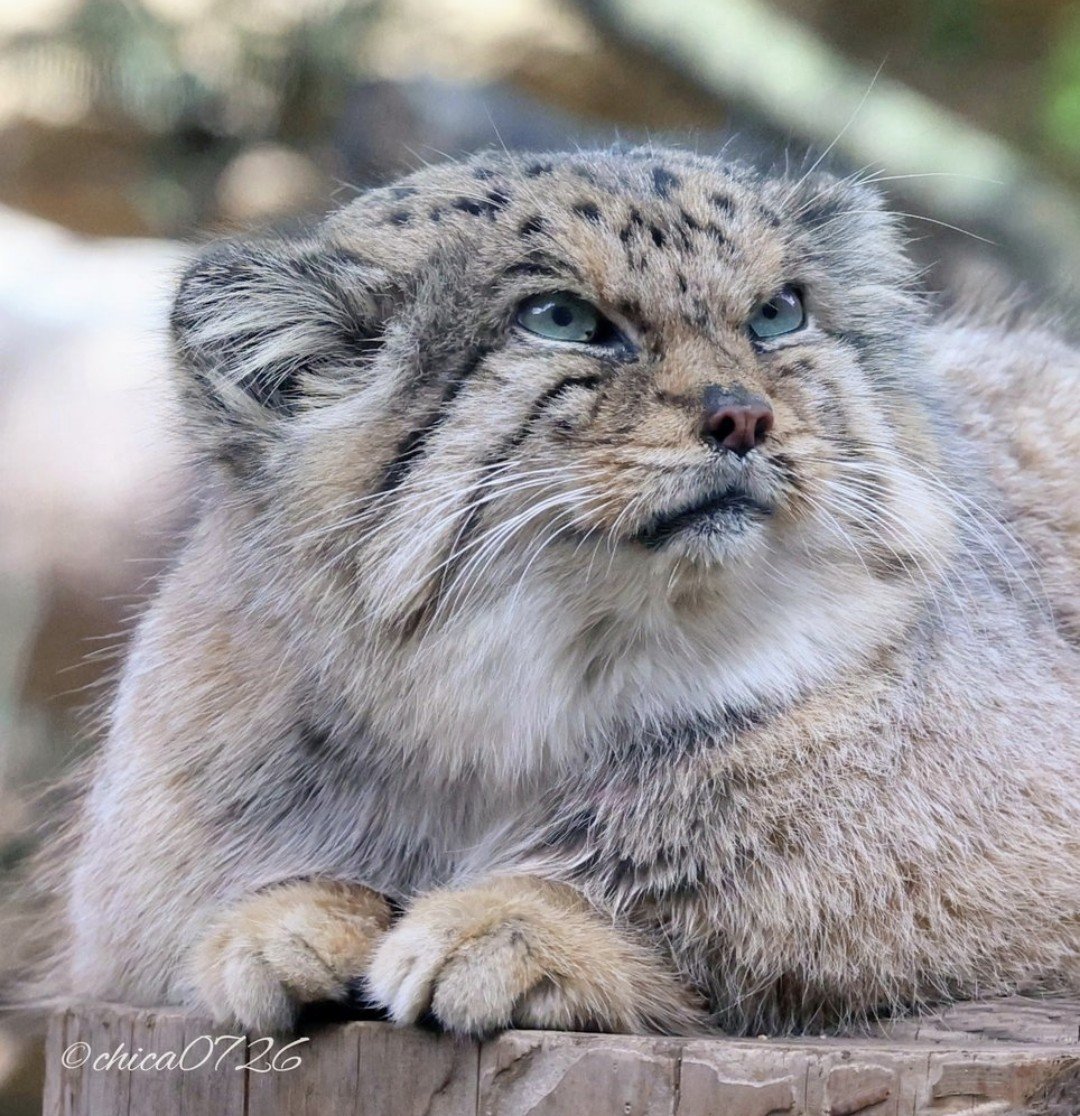 chica0726-cats&animals (@cats_chica0726) / Posts / X