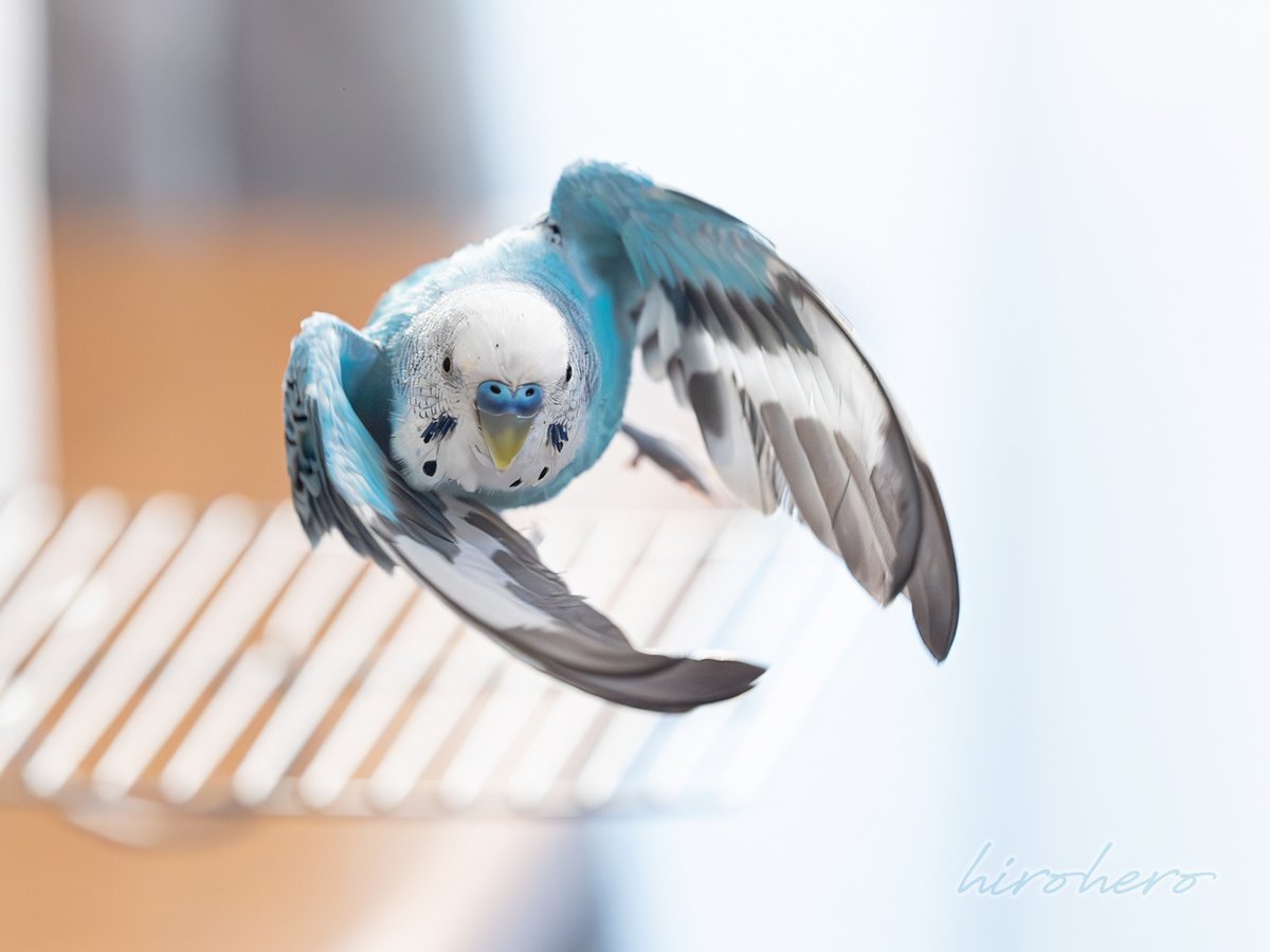 hirohero (@hirohero) / Posts / X