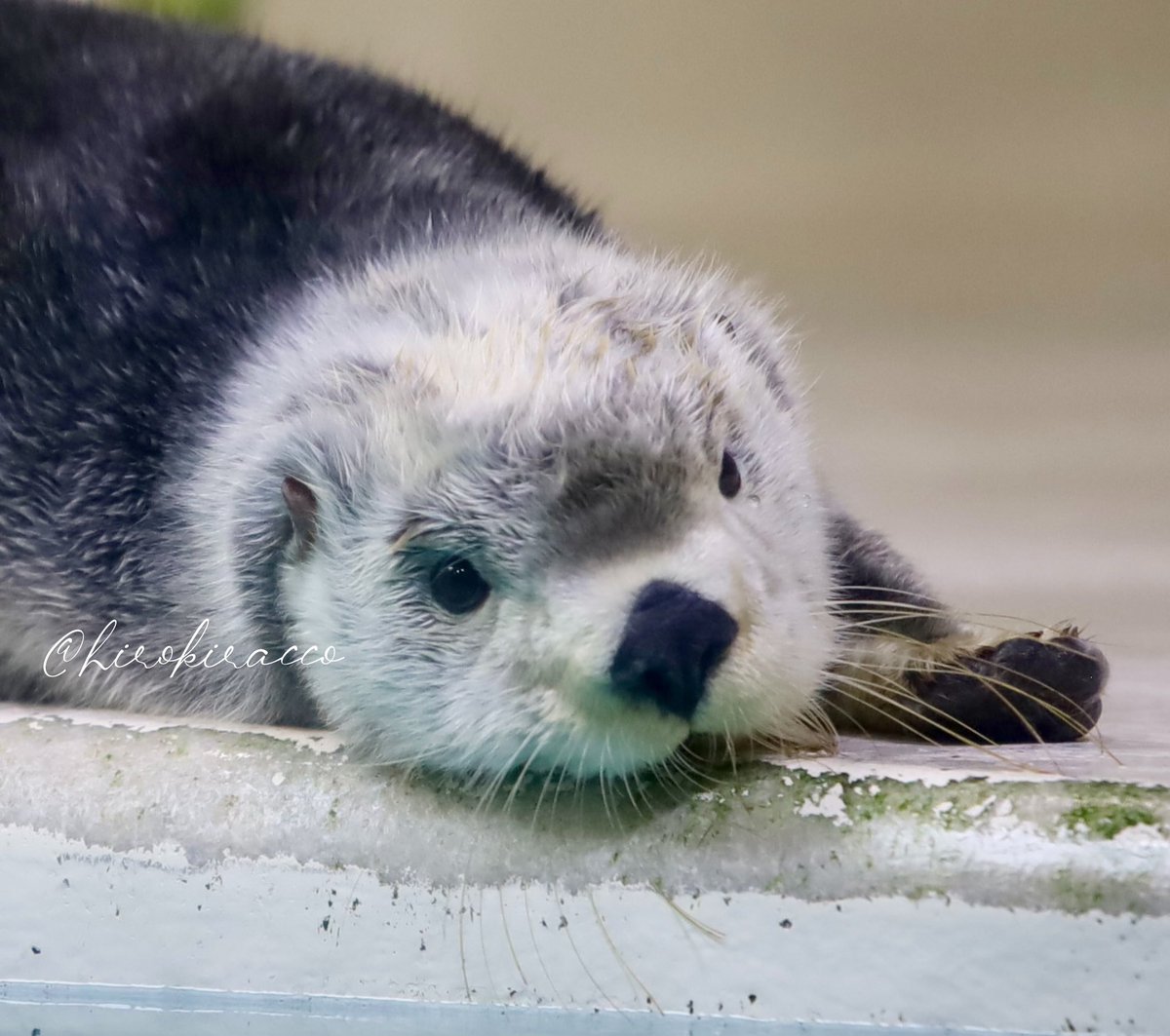 キラちゃん きらきらキラちゃん💖 金曜日⭐️ 今年最後のきらきらキラちゃんです