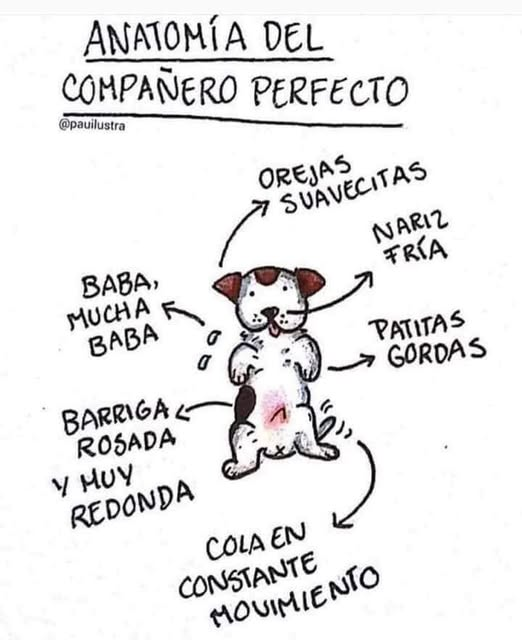 Patita Fifí (@patricia_lors) on Twitter photo 