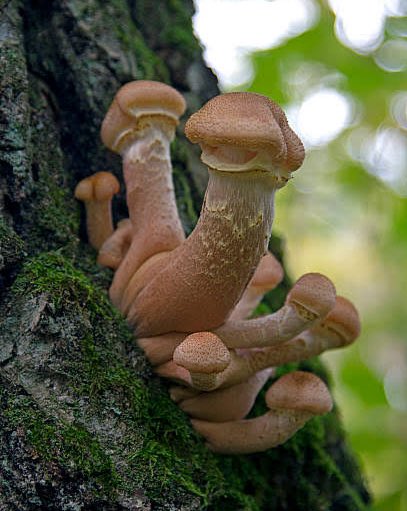❤︎❤︎❤︎ Rainbow Islands - The Story of Bubble Bobble II -Versions