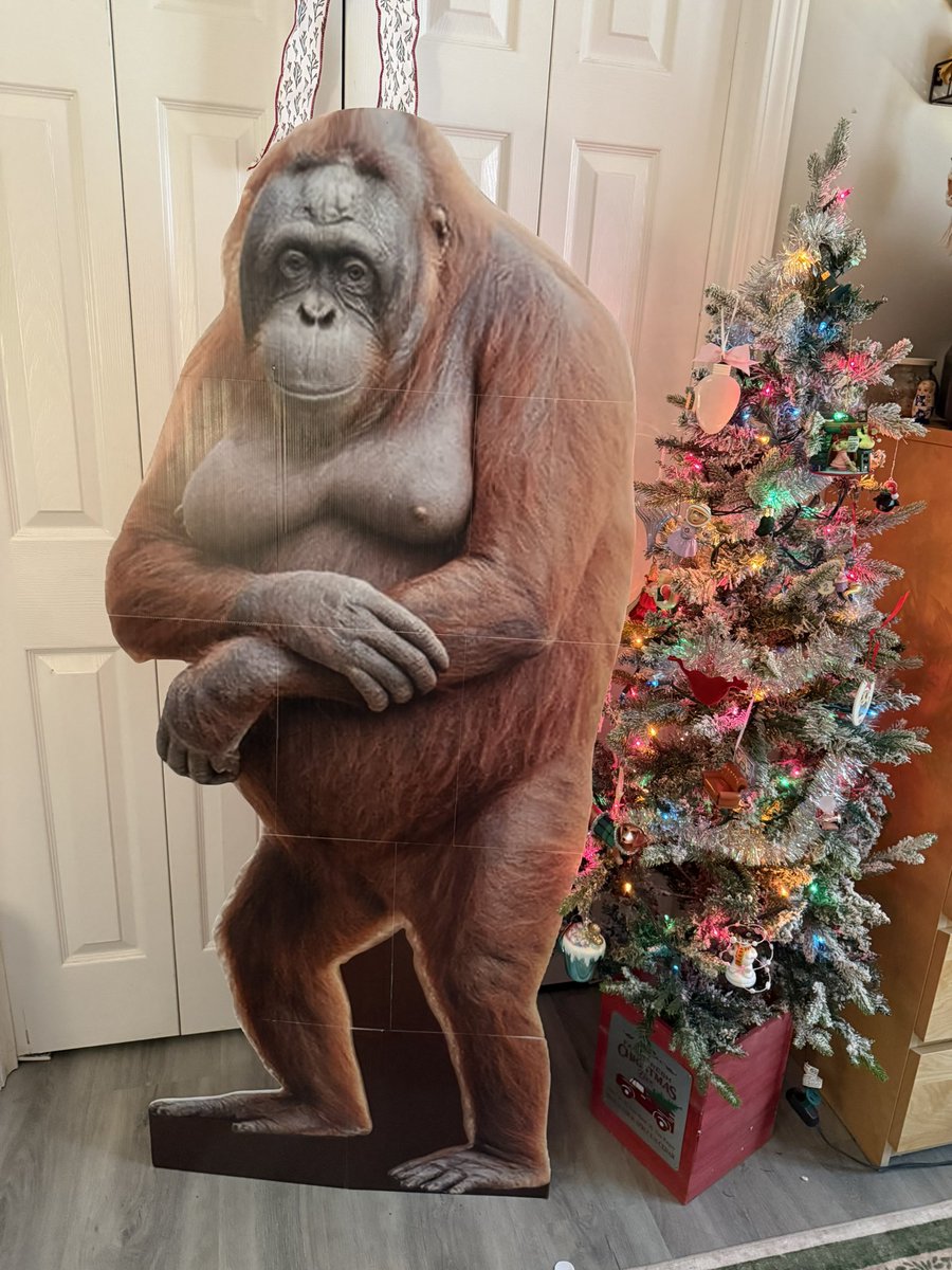 did anyone else’s little brother get them a Life Size 5’2 Bornean Orangutan Cardboard Cut-out for Christmas or was it just me