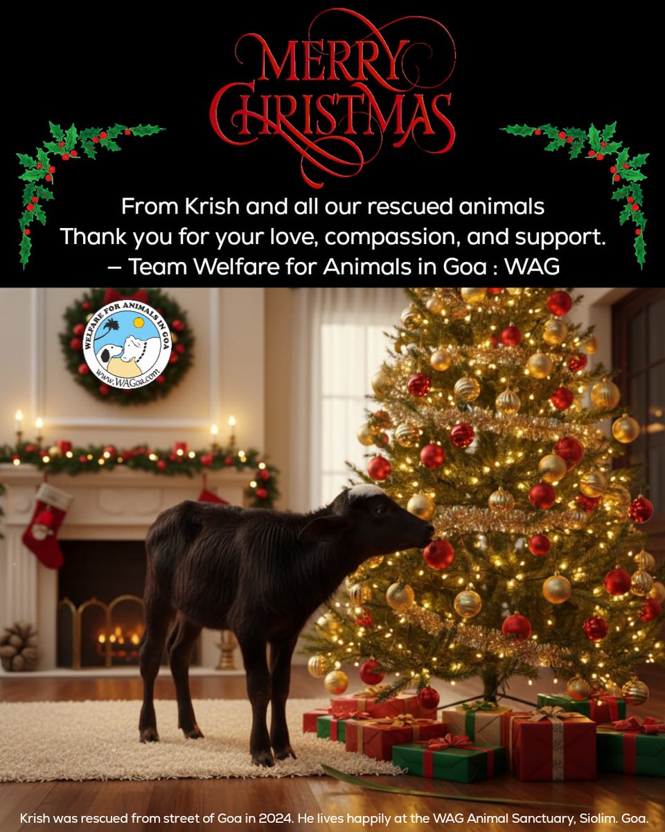 WAG: Welfare for animals Goa (@waganimalrescue) on Twitter photo 