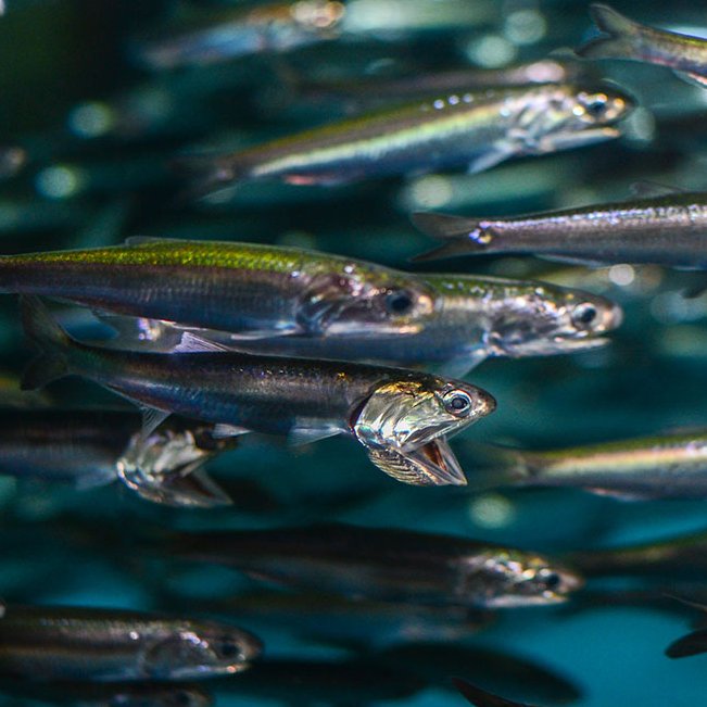 Karadeniz'de çevresel stresten bunalan hamsiler, Gürcistan'a göç etmeye başladı.