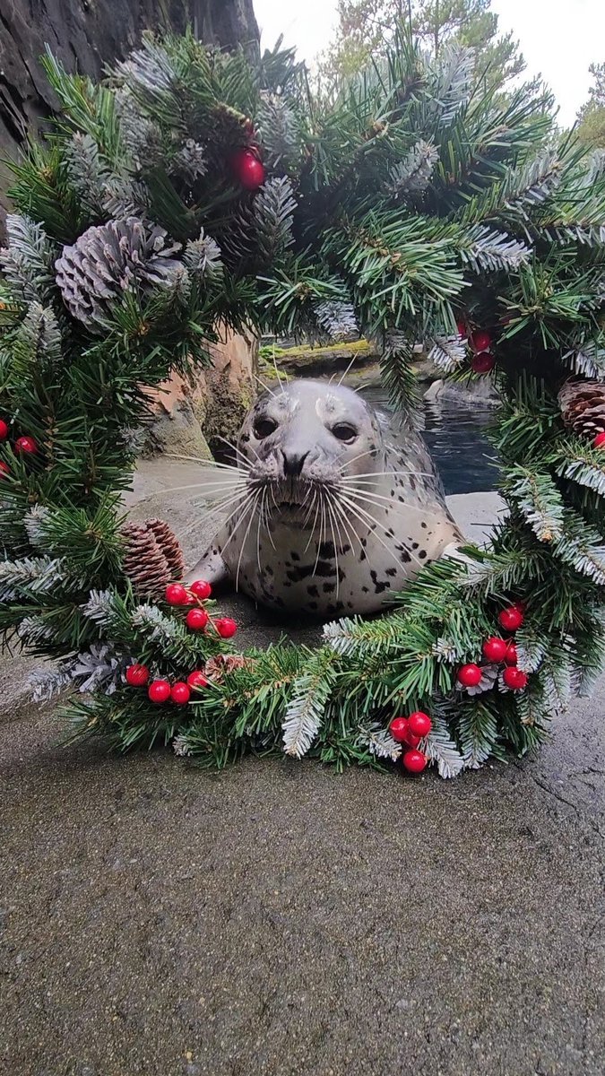 OregonZoo's tweet photo. Happy holidays from your furiends at the zoo ✨ https://t.co/5L3sD4Rtyo
