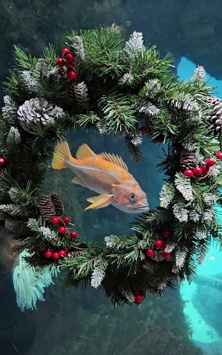 Happy holidays from your furiends at the zoo ✨