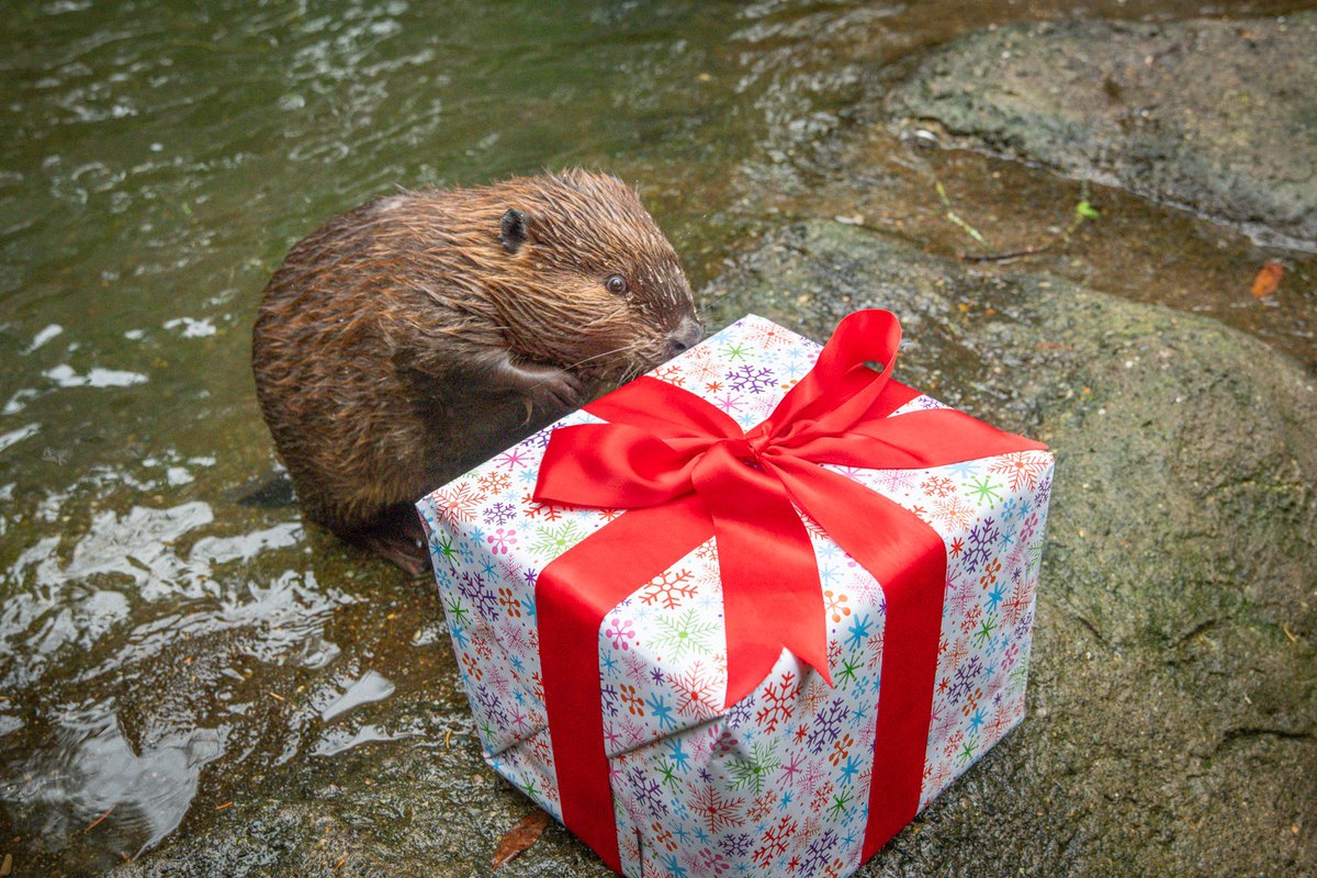 OregonZoo's tweet photo. Happy holidays from your furiends at the zoo ✨ https://t.co/5L3sD4Rtyo