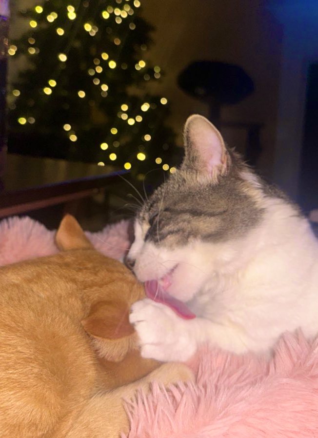 CottontailVA's tweet photo. MERRY CHRISTMASSS !! 🎄🫶

i hope your day is full of good laughs and relaxation, maybe even a kiss or two ! 💋💋
mwahh ! https://t.co/zGSHH4IKDM