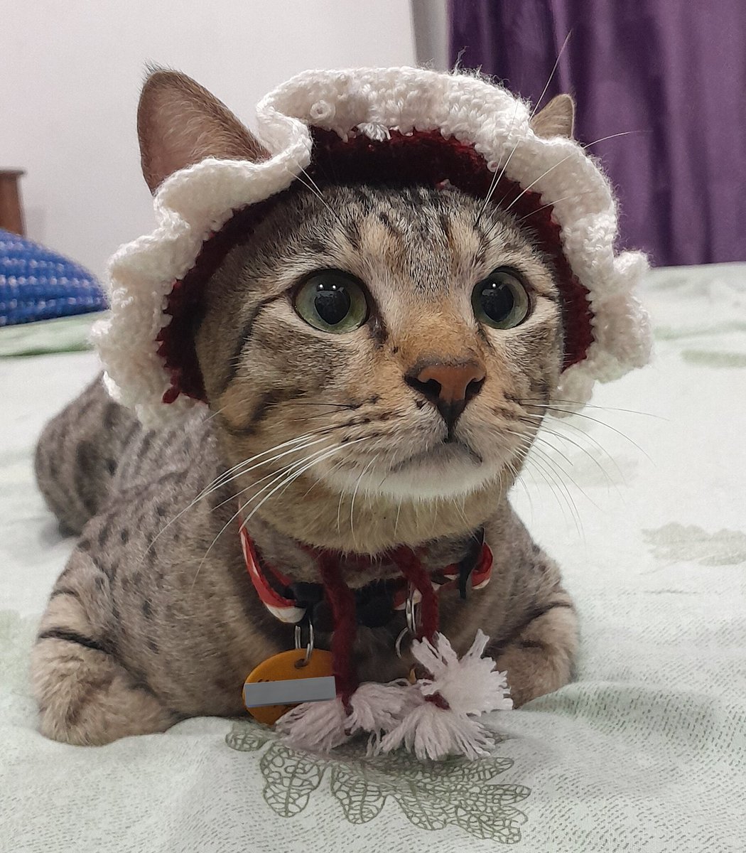 outtboxer's tweet photo. MyCat and his christmas hat 
( I made it)
#MerryChristmas https://t.co/aBNKGHMjSS