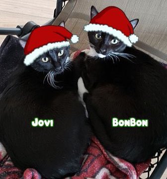 JLHerms's tweet image. They are so cute! Happy days from Bonbon and Jovi!
#Tuxies #CatsAreFamily #CatsOfChristmas #AdoptDontShop #MeowyCatmas