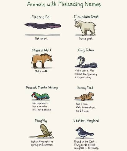 Opher Vishnia tweet media