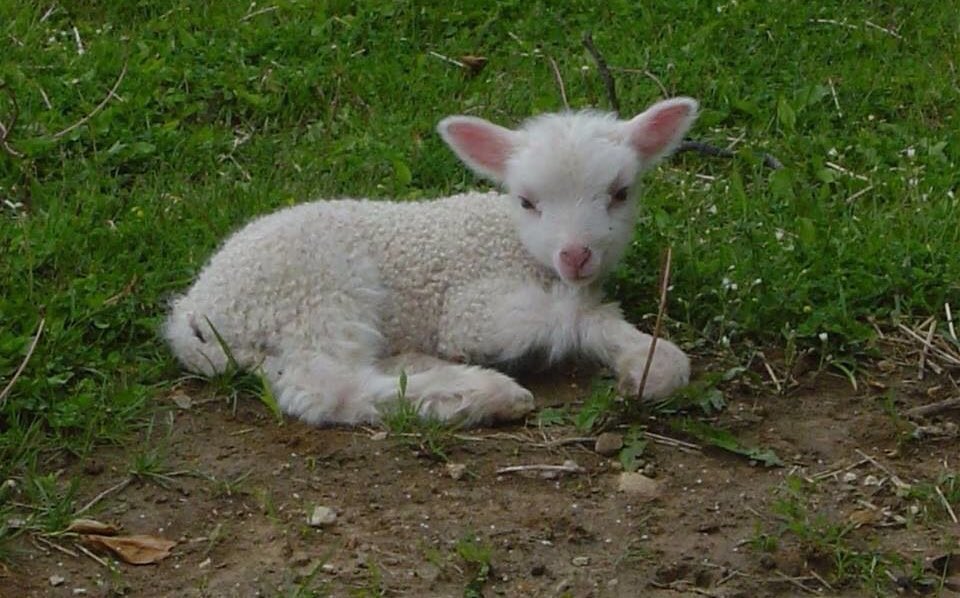 controdicting's tweet image. 