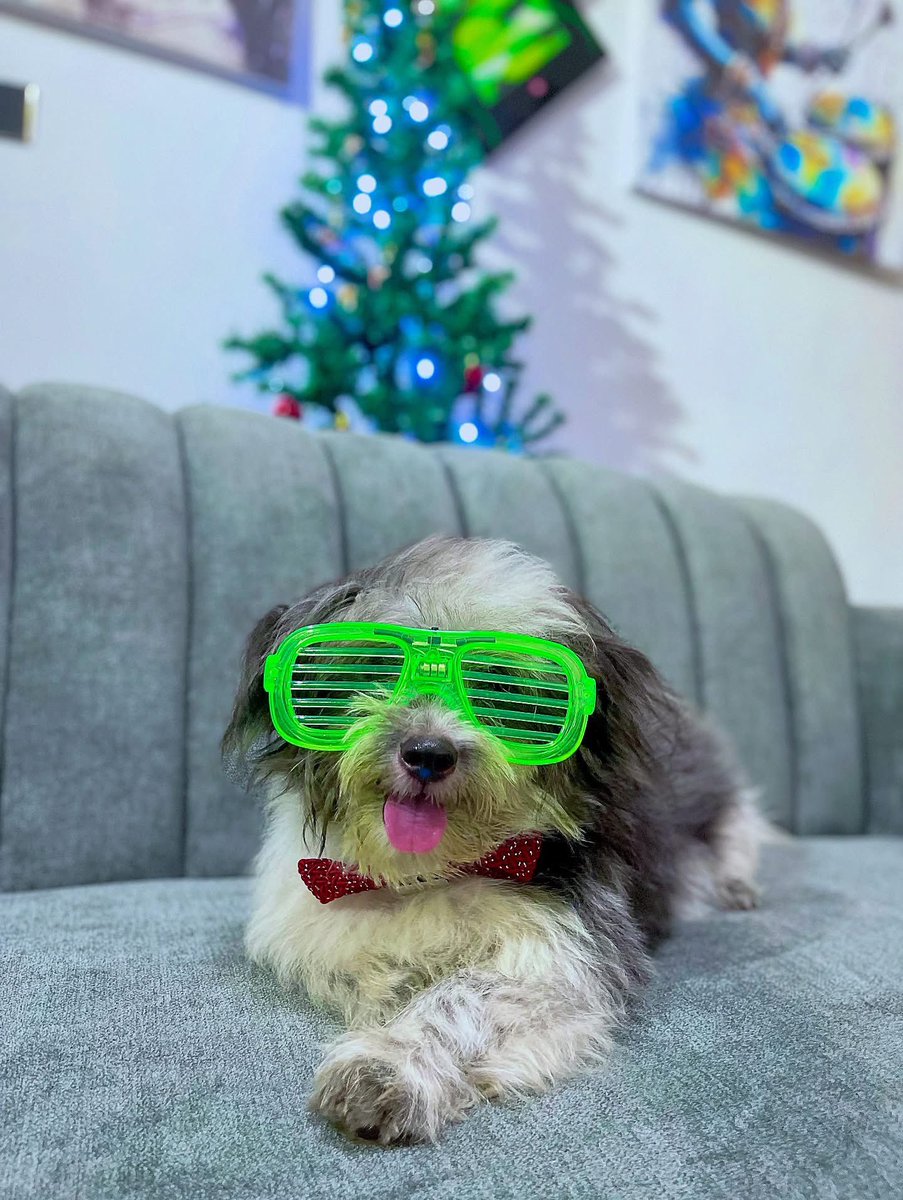 Korehday's tweet photo. This Xmas, we see with hearts made luminous by Christ.
Where lights shimmer &amp; colors breathe, His love becomes our true vision, steady, eternal &amp; alive.
May we look beyond the surface, love beyond measure &amp; walk in d light that never fades.
Merry Xmas 4rm us 🐶
#mylife #DavidKATT https://t.co/H8eOE3GQXA