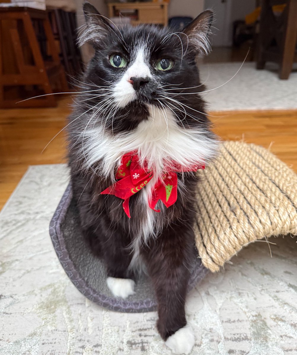 TORC the CAT tweet media