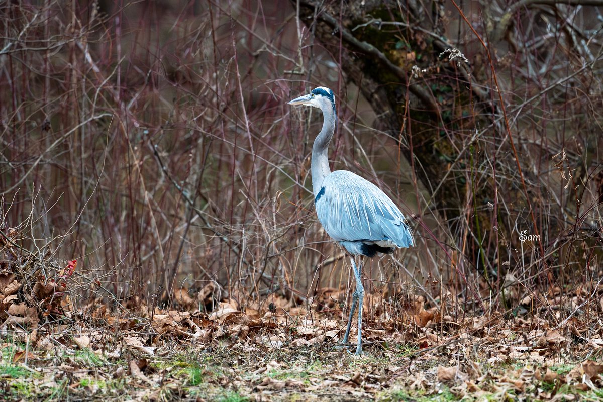 She still comes to this spot every dusk.
The day her mama flew away and never came back.
She doesn’t know how to leave.
Doesn’t know the world is bigger than this little lake.
So she waits.
Lonely by day.
Scared by night.
Still watching the empty sky
for the one who promised to