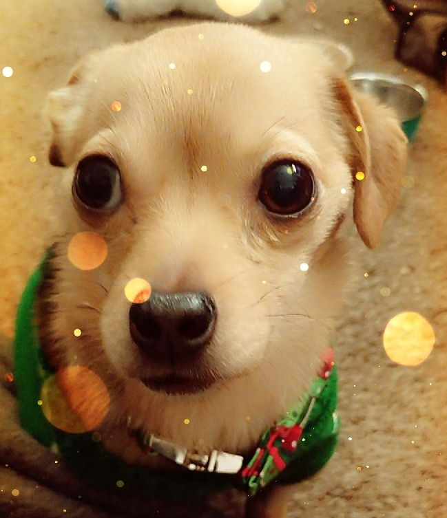 L_Abomination's tweet photo. Merry Christmas!🎄 https://t.co/CKUTtiPPB5