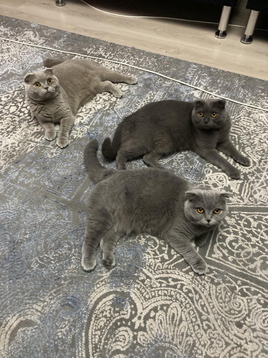 catfaather's tweet image. این خیلی خوب شده 😻

بچه‌های قشنگم 🧿😻
