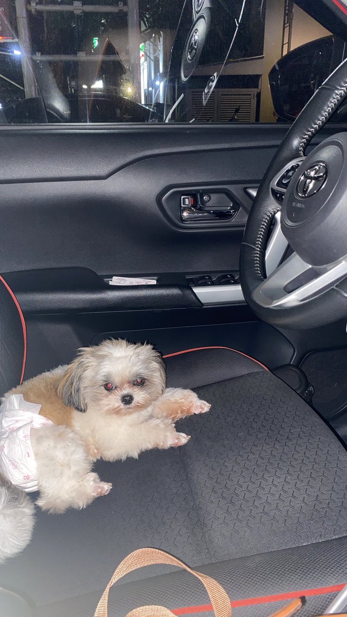 ariieeer's tweet photo. tiny: “sup mommy, lez go? 😎” https://t.co/PMXeM9JbJJ