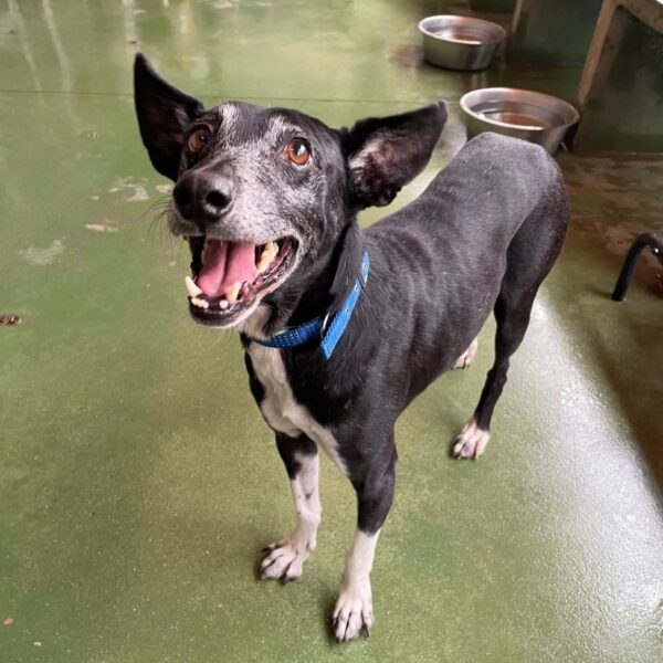 #BARCELONA
#EYMOS tiene 7 años. Fue recogido de la calle y estuvo en otro refugio hasta llegar a la prote. 

Últimamente, está algo ansioso debido a los cambios y a la falta de un hogar estable. 

Buscamos una familia donde pueda sentirse seguro y en calma. A cambio, entregará