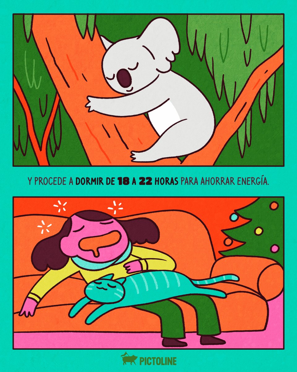 pictoline's tweet image. Si en estas fechas tu único plan es comer, dormir, comer, dormir… ¡Felicidades: eres un koala! 🐨🎄

#koala #feliznavidad #navidad #recalentado #dormir #comer #koalalife #animales #ciencia #pictoline