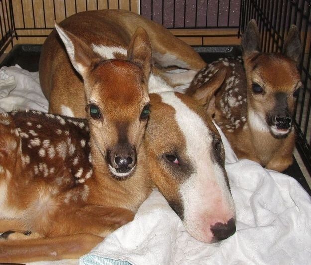 deershouldnt's tweet image. 