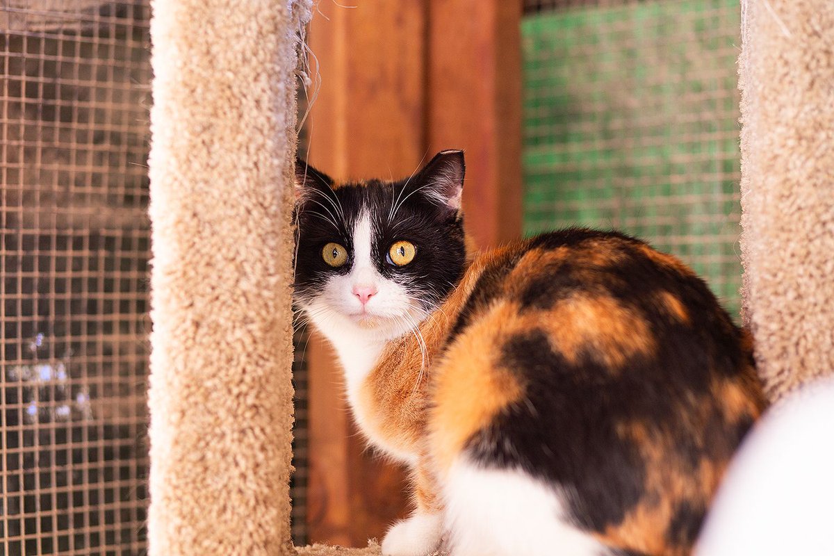 ✨ Meet Calypso ✨ A spectacular, stunning orange calico with the tiniest frame and the floppiest sweetness. This little girl is gentle, affectionate, and pure magic in cat form. 🧡🐾 Vax’d, chipped, wormed, and FeLV/FIV negative in #Tucson