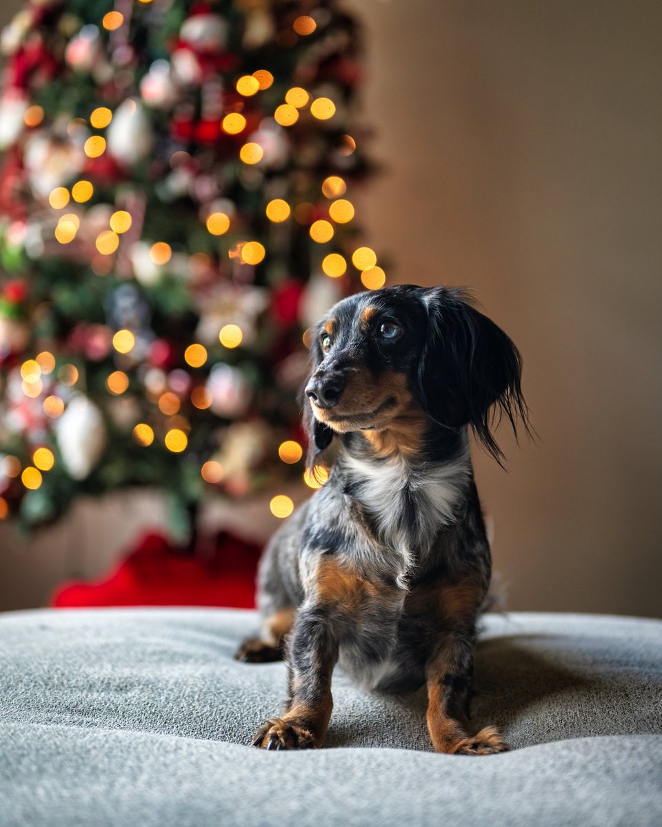 RunLoyal's tweet photo. Merry Christmas from RunLoyal! 🎄

The holiday rush is real — but with RunLoyal’s digital waivers, peak-day pricing, automated reminders, and mobile check-ins, your pet-care center can stay organized and fully booked with ease.

#merrychristmas #christmas #runloyal https://t.co/CWxgVu00gw