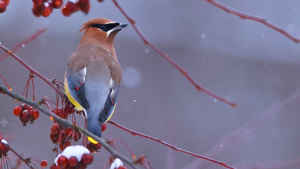 Pennsylvania Game Commission tweet media