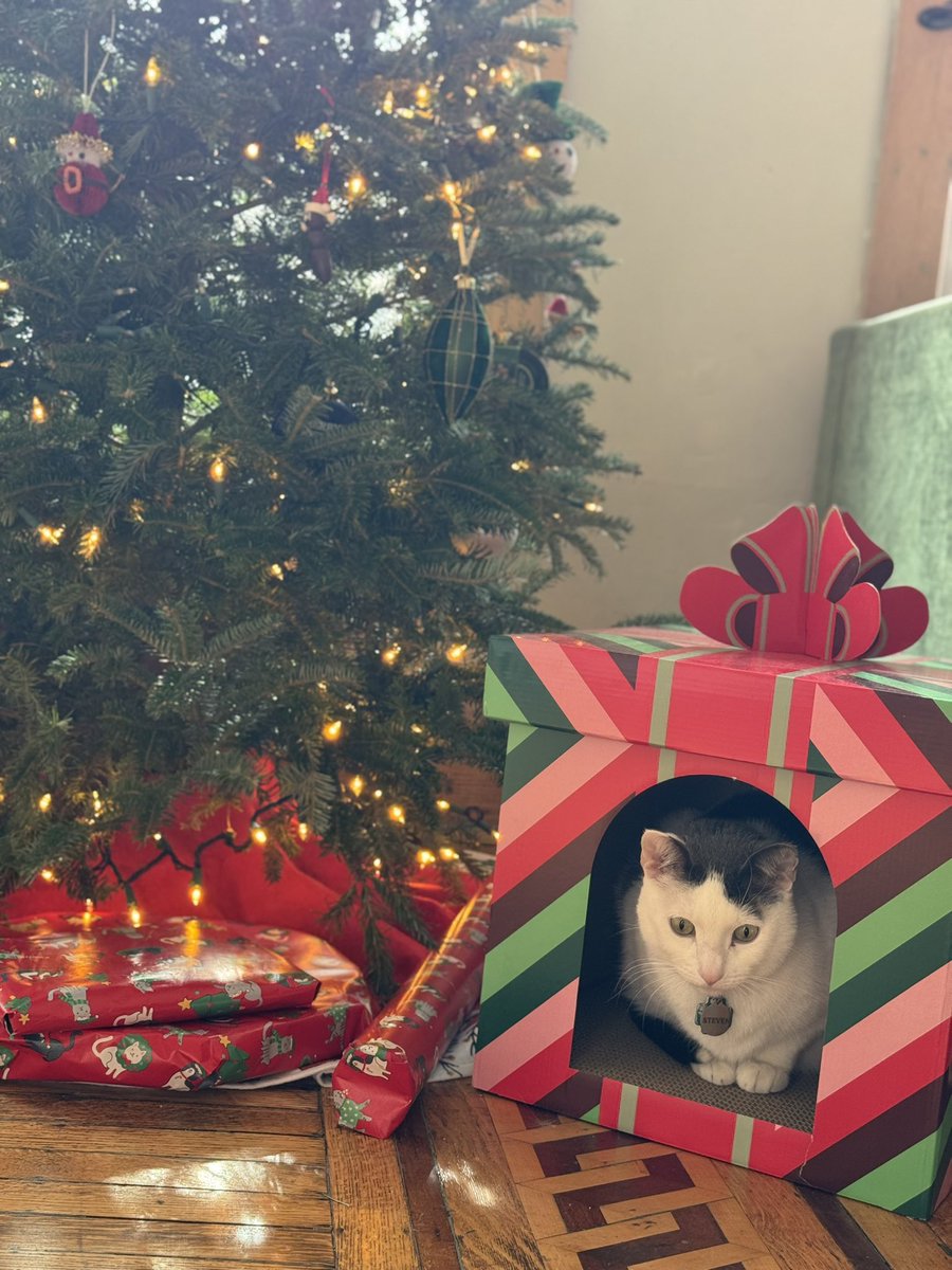 steven tippy tail tweet media