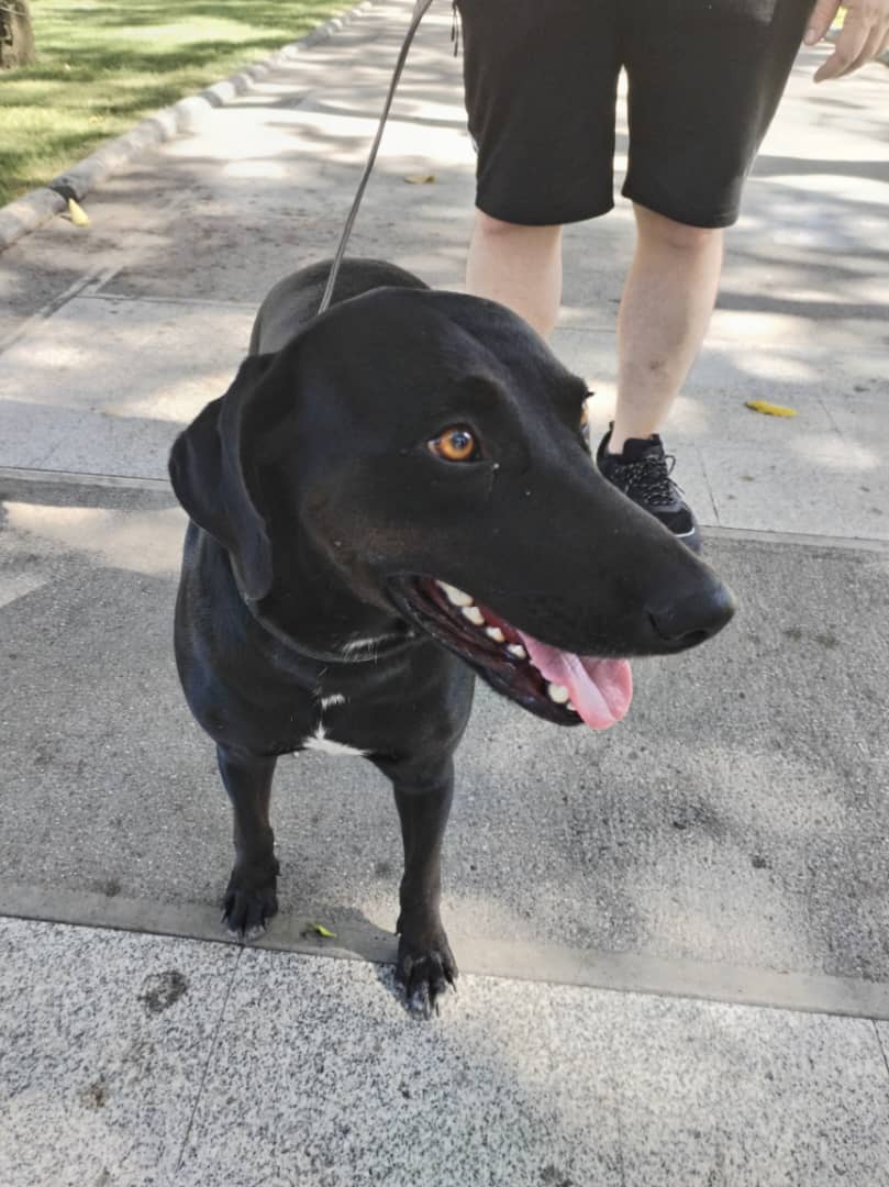 gracon27's tweet photo. #Caracas
#AvLosIlustres
Anoche rescataron a esta perrita que estaba corriendo por la avenida de Los Ilustres.
Si alguien conoce a sus dueños, llamen al señor Jesús 04241189793
Favor difundir🙏🏻🙏🏻🙏🏻
Gracias 🤗🇻🇪🫂 https://t.co/4IWh8F5irn