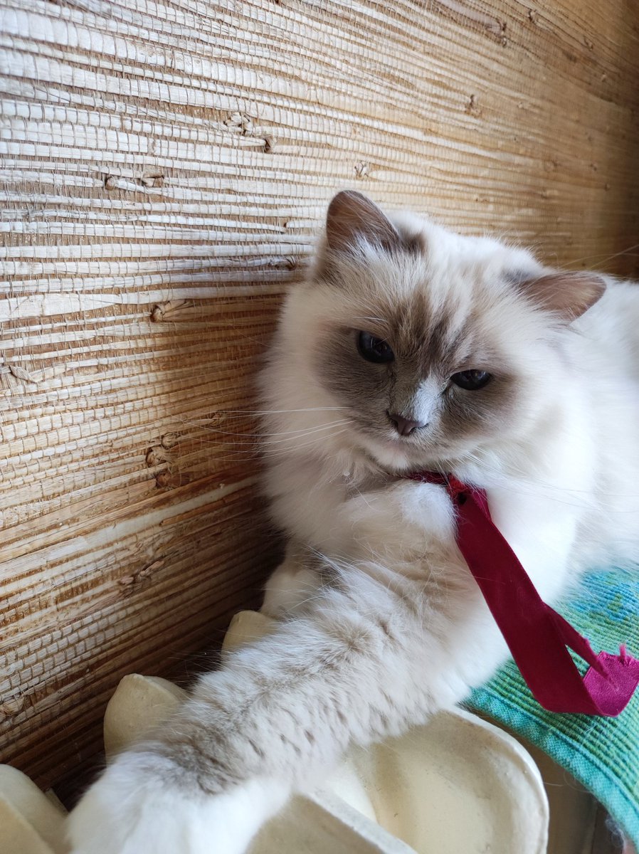 Hi furriends !!😻❄️🎄look at my #Christmas2025 outfits !!!#catsoftwitter #catsontwitter #catsofx #catsonx