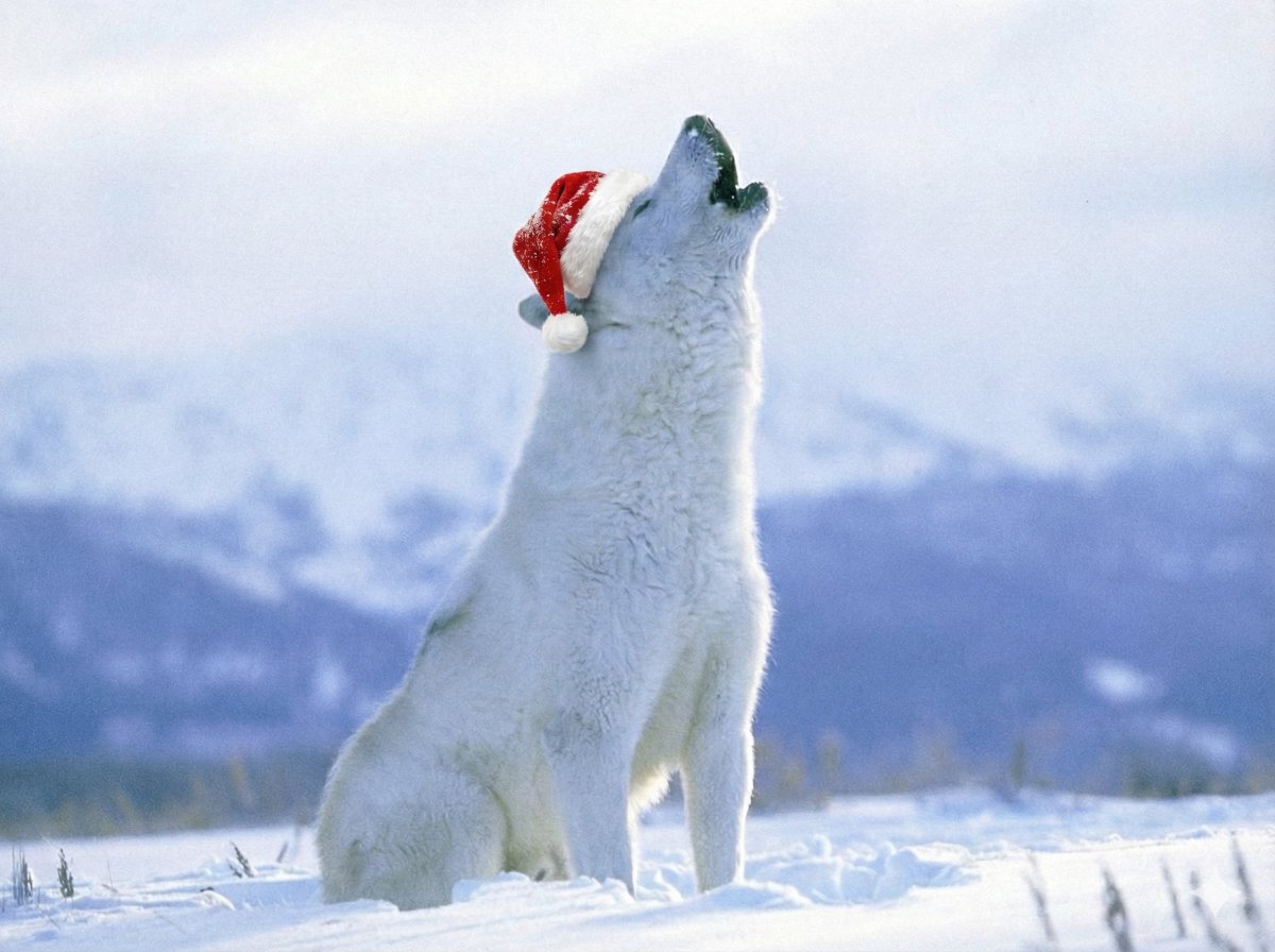 Merry Christmas ya filthy animals.