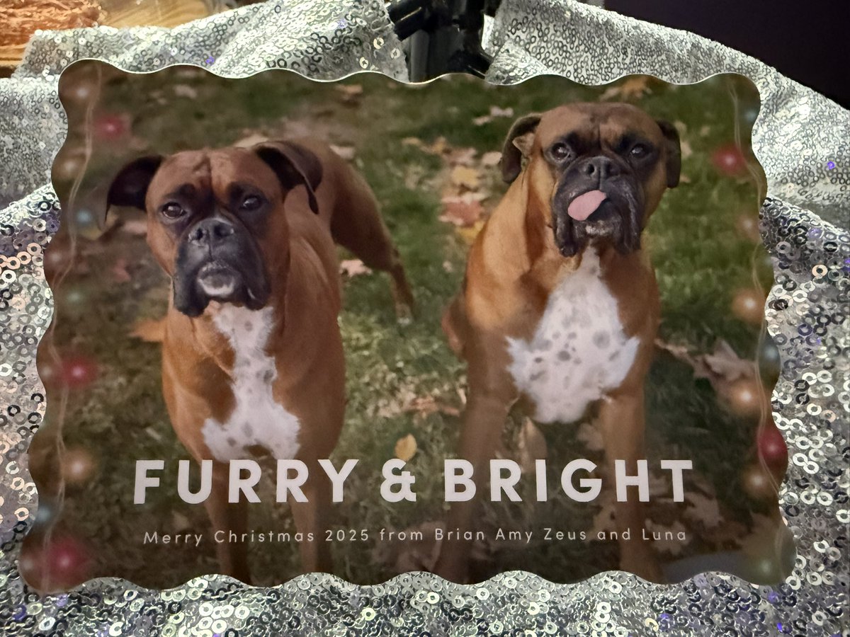 Merry Christmas from Zeus and Luna!  

#boxerpuppy #boxerdogs #boxerlife 
#boxerlovers #boxersrock #boxersoftwitter #boxerdogsoftwitter #dogsoftwitter #dogsofx