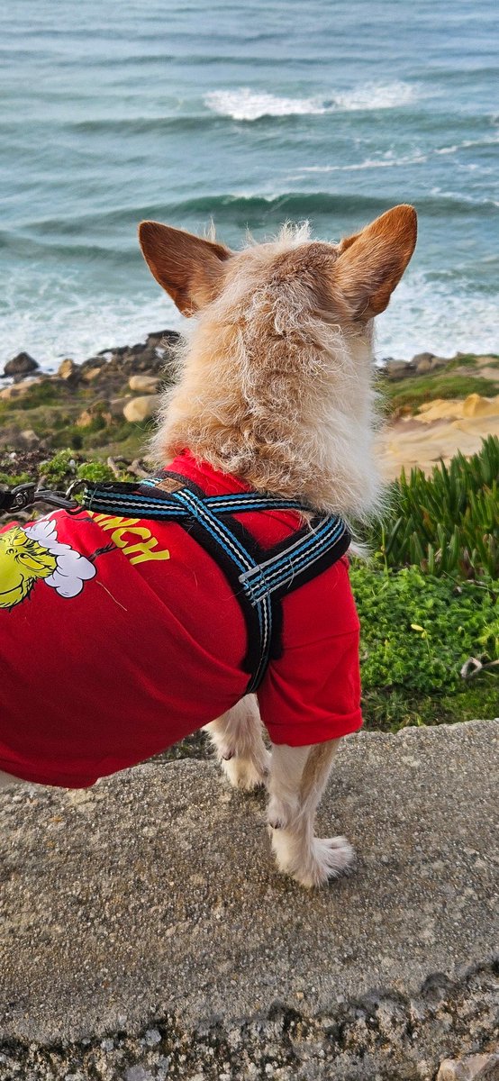 xSeniMJ's tweet image. From my family to yours, a Merry Christmas, may you all have a wonderful day, surrounded by people you love, filled with joy and delicious food! 🎄
Much love to all of you!! ❤️