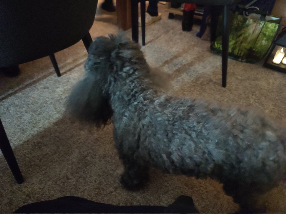 Heute Essen bei Oma... es war viel zu viel 😅🫃🏻
Und dazu ein Benny der nicht stillhalten möchte 🐩