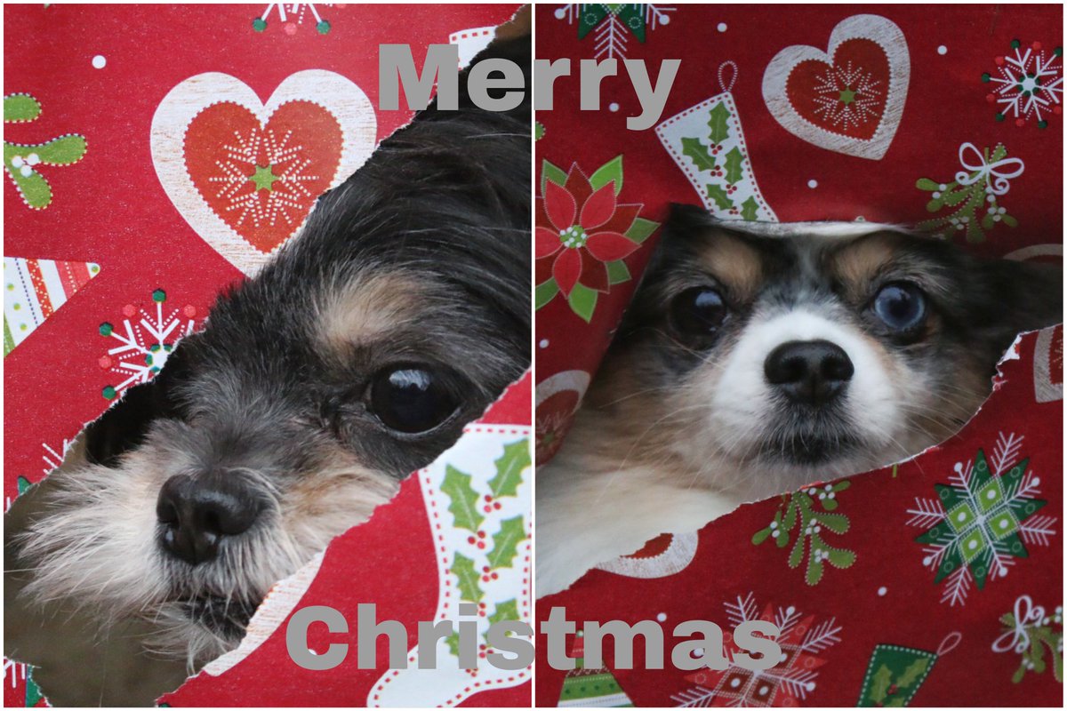 pic_warrior's tweet photo. Frohe Weihnachten 🎄💝 
Merry X-mas 🎄💝 
Feliz navidad 🎄💝 https://t.co/EBu7hTGSZp