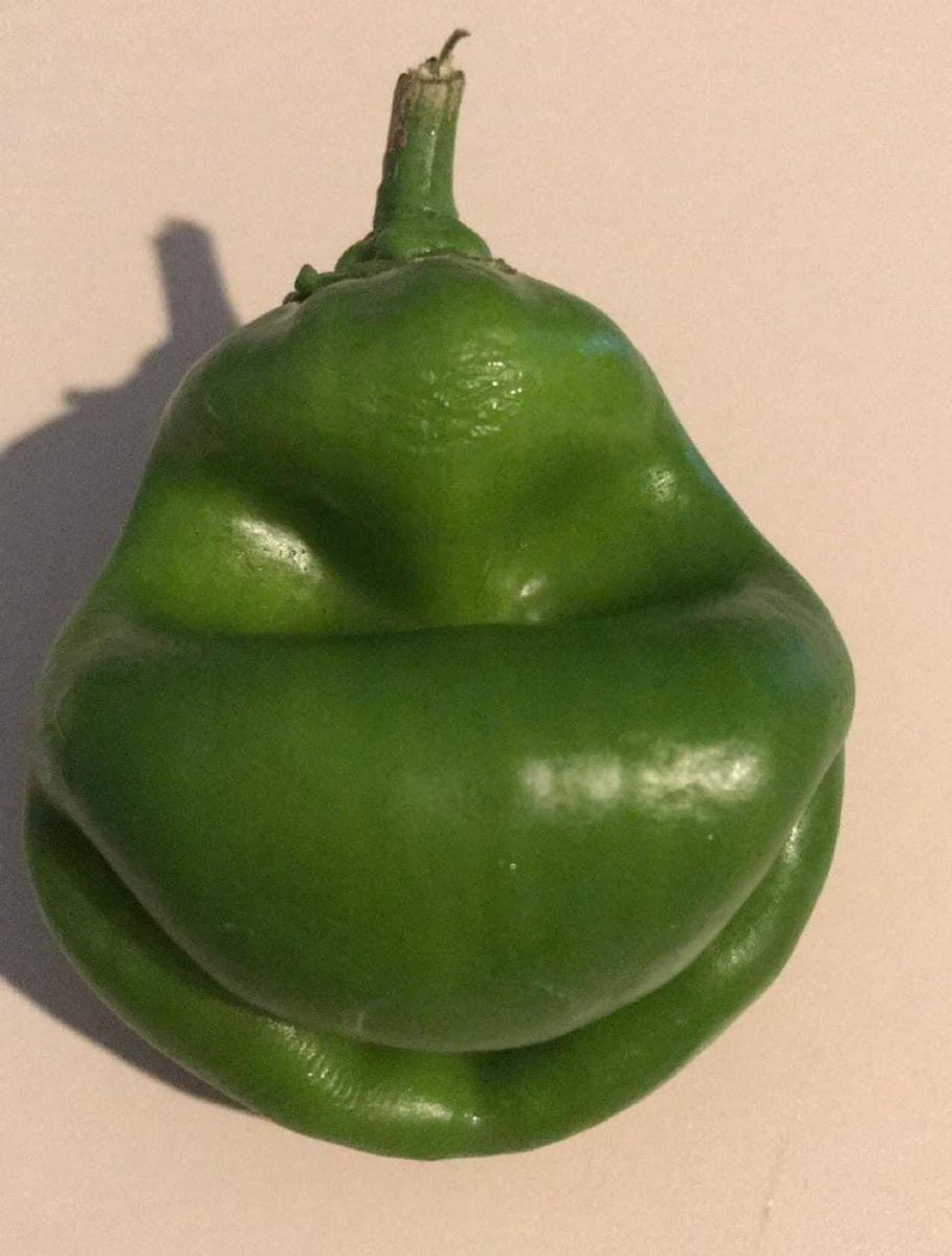 kirawontmiss's tweet image. this green pepper plotting to ruin christmas