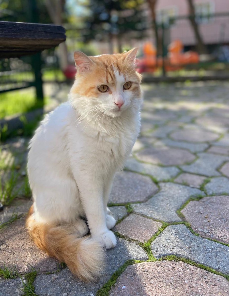 Baklava akşamları sürekli ağlıyor, üşüdüğü için evlere girmeye çalışıyor. İnanılmaz uysal bi çocuk sokakta çok zorlanıyor. Ömürlük yuvasını arıyoruz İSTANBUL