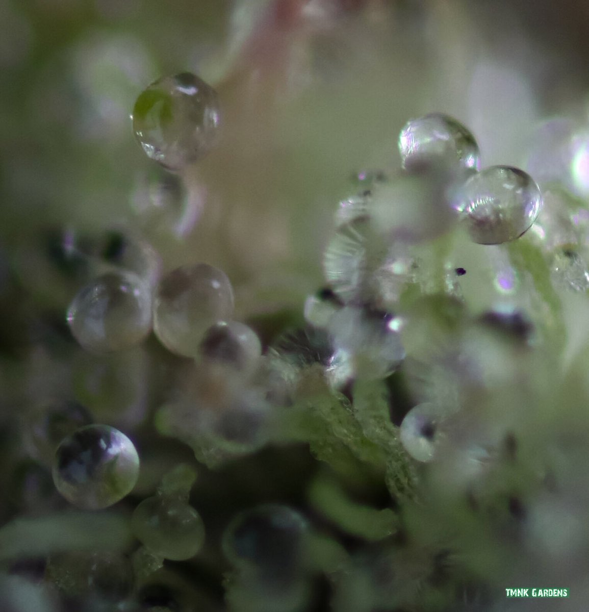 Baby Cakes by Solfire Gardens. 

Sweet tasting, super frosty flowers.