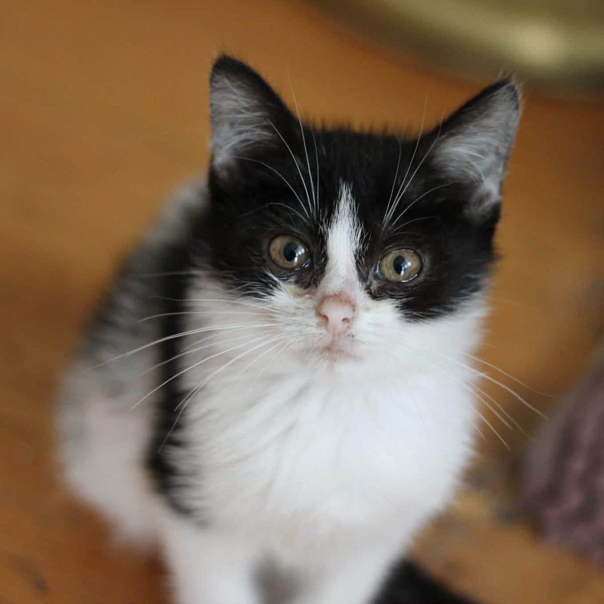 Czarusia i 13 innych kotów codziennie walczą o oddech.

Mykoplazma i chlamydia odbierają im siły, ale nie nadzieję. Leczenie całego stada to jedyna szansa na życie bez bólu. 

Pomóż, proszę 💔🐾
ratujemyzwierzaki.pl/14-kotow