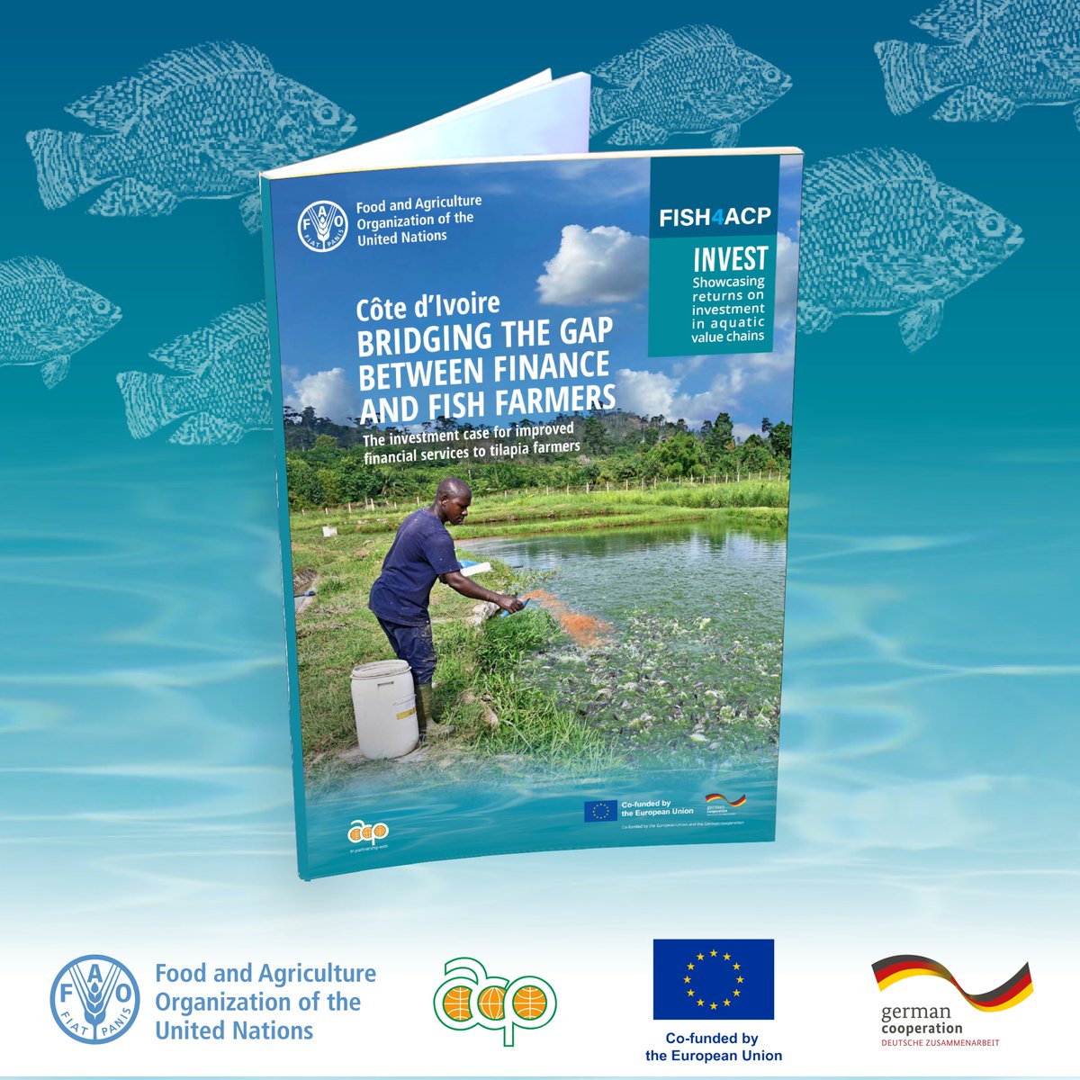FAOfish's tweet photo. This #FISH4ACP brief highlights how improved tilapia farming methods, including better fingerlings, enhanced practices and digital tools, have strengthened farmers’ financial performance in Côte d’Ivoire.

Read more 👉 https://t.co/0uUQPec5MZ

@EU_Partnerships @BMZ_Bund @PressACP https://t.co/QQI5Yi6ZaO