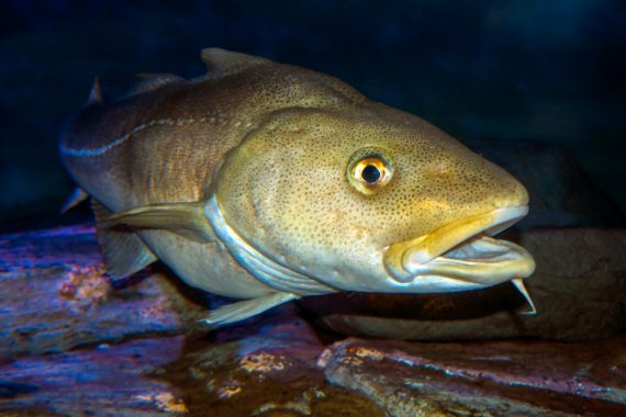 gilesforyou's tweet photo. We wish you a Merry Christmas,
We wish you a Merry Christmas,
We wish you a Merry Christmas—
And a #FishPic New Year. https://t.co/KnvfeJNc8y