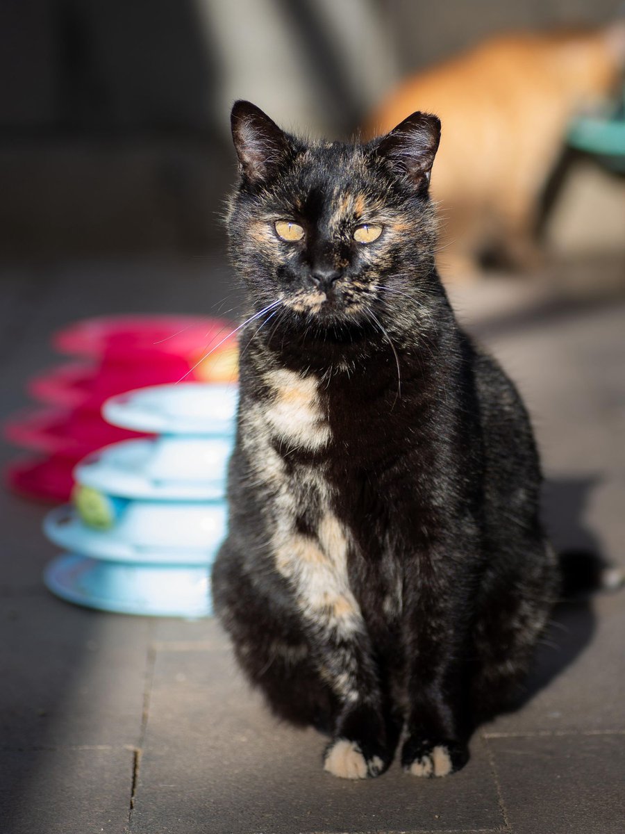 Suni en adopción
 Otra de nuestras preciosas gatitas esperando un hogar. Os animáis?
Ainhoa 655441514
