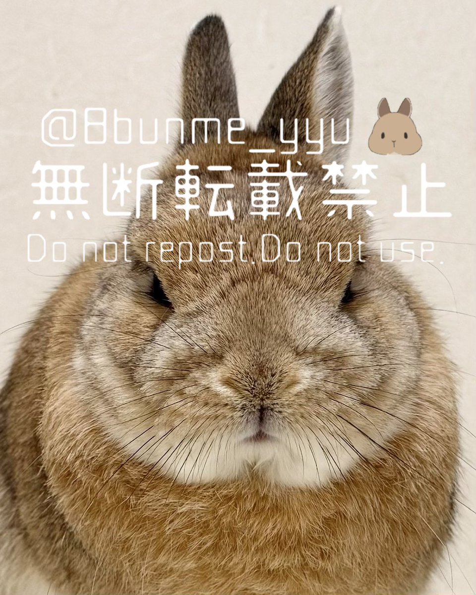 うさぎのうい🐰 (@8bunme_yyu) / Posts / X