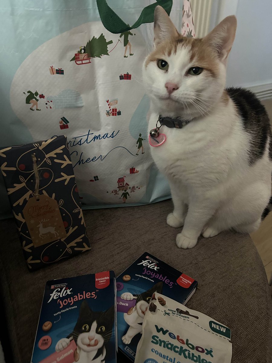 I hope everyone had a great Christmas 🐱 #Christmas #Holidays #CatsOfTwitter #CatsOfX #CalicoCrew #Calico #Cat #Cute