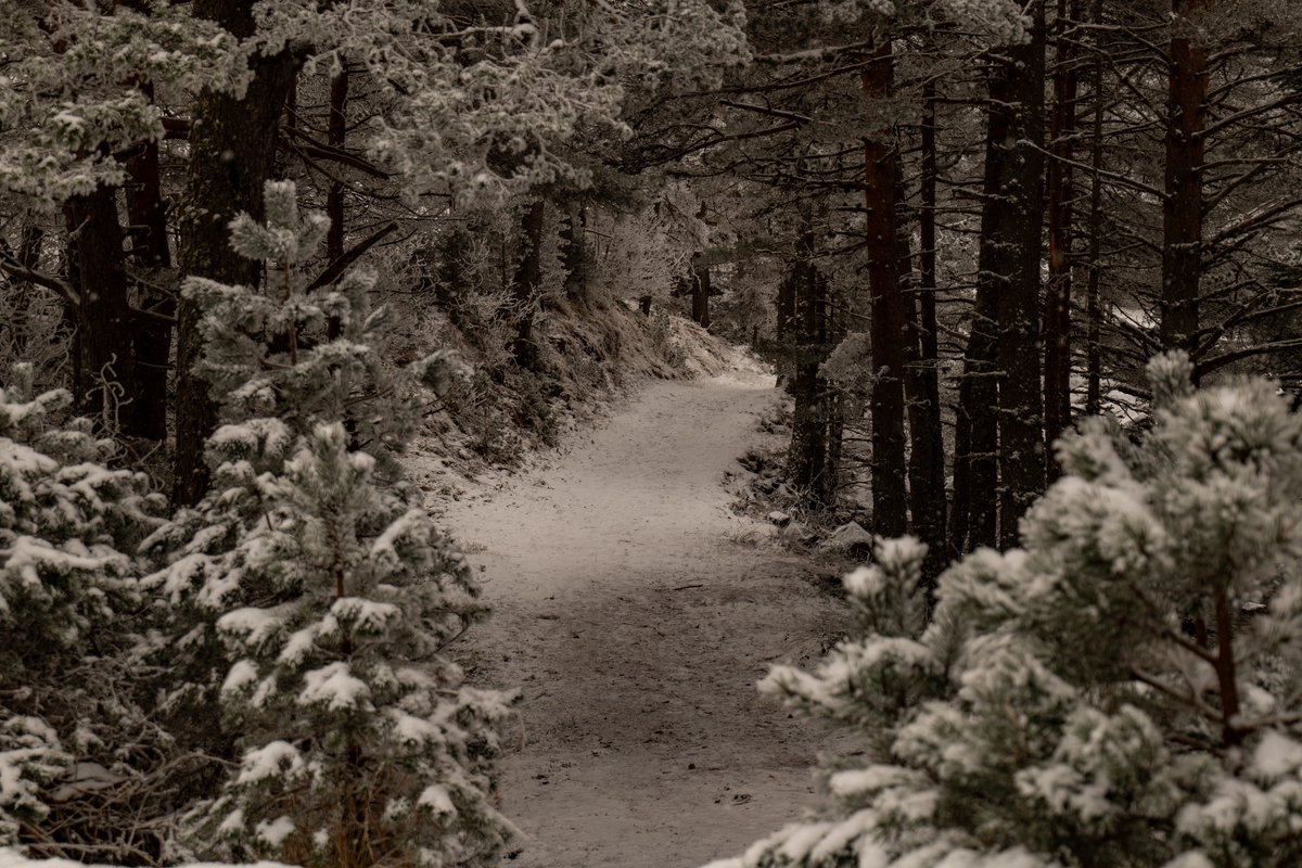 itsrapha83's tweet image. Today’s Christmas walk in the Pyrenees🇫🇷