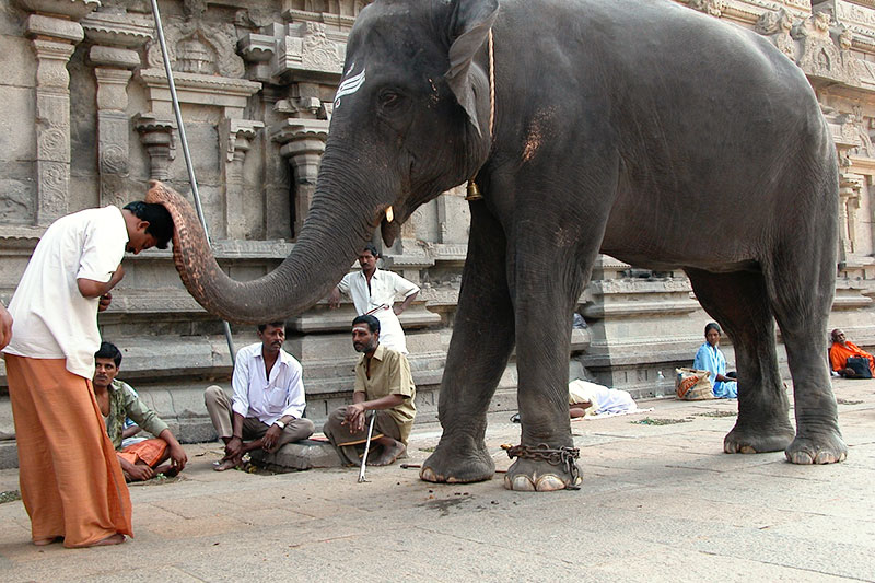 “Let us very, very simply pay attention to what is here right now, to what is here in this moment. No, we don’t want to resolve anything or figure anything out. We just simply for a moment want to notice, notice and see what is here.” - Neelam