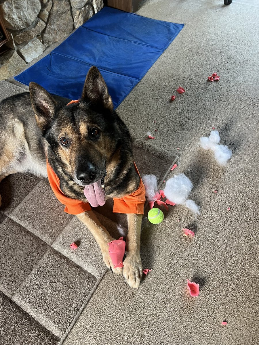 Retired PD Tomo tweet media