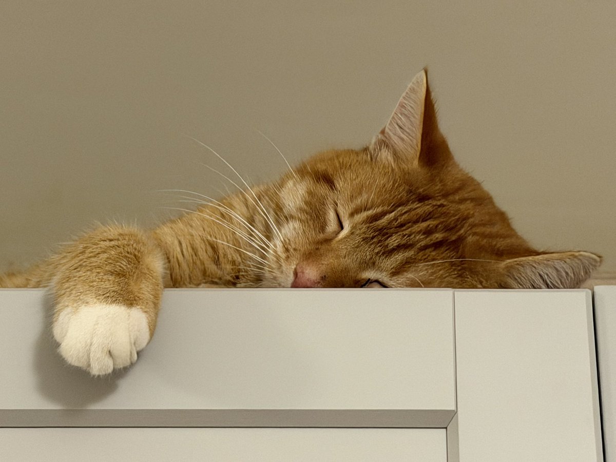 Just gonna climb atop pantry to sleep off Christmas dinner.